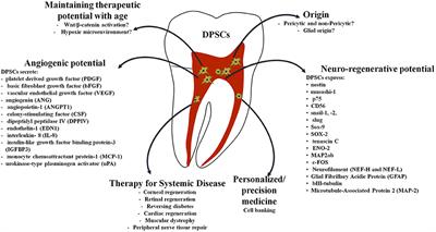 Dental Mesenchymal Stem Cell-Based Translational Regenerative Dentistry: From Artificial to Biological Replacement